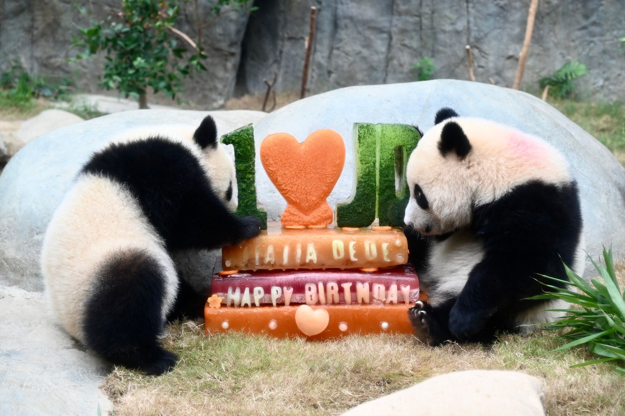 Pandas, Sunbeam Theatre and a ferry