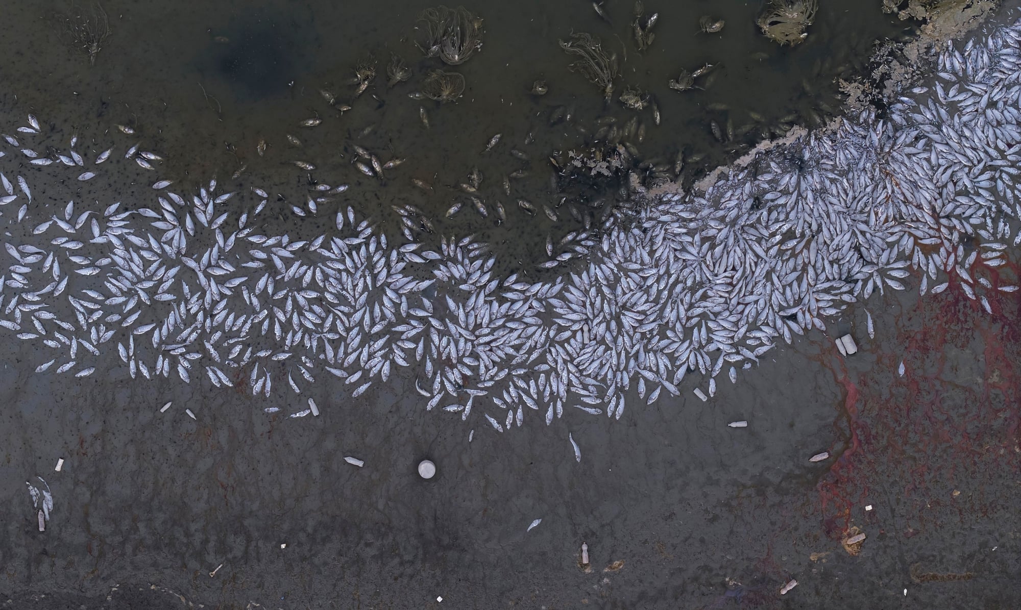 Fish die as Albania reservoir level drops.