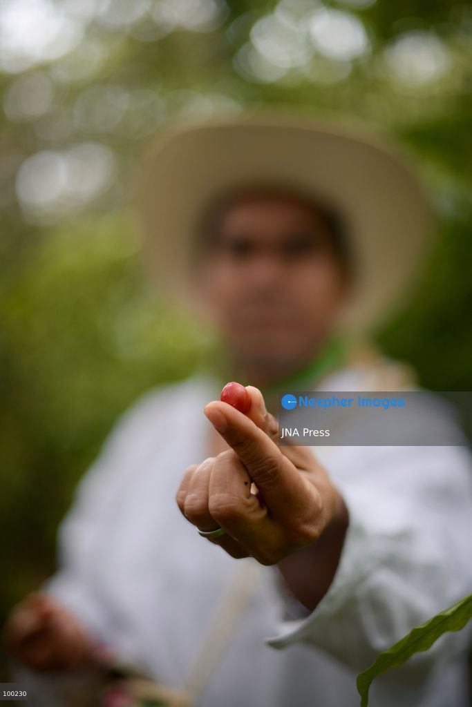 VERACRUZ, MEXICO, OCTOBER 15, 2026: Coffee cultivation remains an important agricultural activity in Veracruz, where the region's climate, volcanic soils and growing conditions contribute to the characteristics of its coffee beans. Coffee produced in designated areas of the state is protected under the "Café Veracruz" designation of origin, recognizing the link between the product's qualities and its geographical origin. Photo by Alberto Roa / JNA Press. (Photo by Alberto Roa/JNA Press via Nexpher Images)