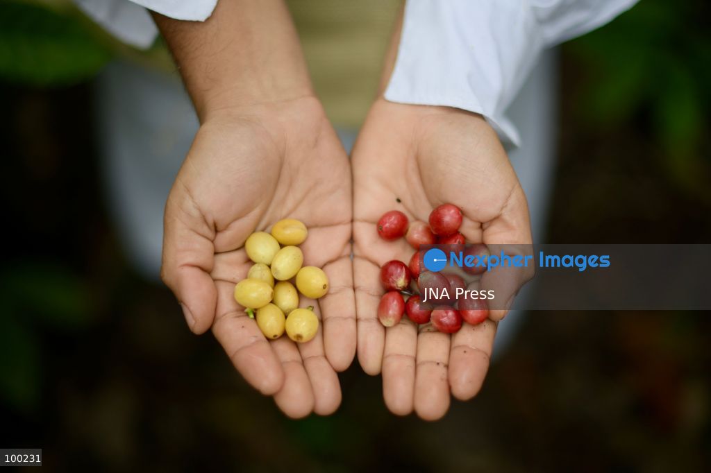 VERACRUZ, MEXICO, OCTOBER 15, 2026: Coffee cultivation remains an important agricultural activity in Veracruz, where the region's climate, volcanic soils and growing conditions contribute to the characteristics of its coffee beans. Coffee produced in designated areas of the state is protected under the "Café Veracruz" designation of origin, recognizing the link between the product's qualities and its geographical origin. Photo by Alberto Roa / JNA Press. (Photo by Alberto Roa/JNA Press via Nexpher Images)
