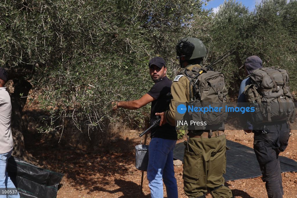 BEITA, NABLUS, PALESTINE – OCTOBER 2, 2026: Israeli settlers and Israeli forces attacked Palestinian farmers while they were picking olives in the Jabal Al-Arma area, east of Beita, south of Nablus. Settlers fired live ammunition toward the farmers, with no injuries reported. According to the Palestinian Red Crescent Society, Israeli forces also beat a 46-year-old Palestinian farmer during raids on olive farms in Beita. Witnesses told Anadolu that Israeli forces fired stun grenades and tear gas at farmers in the Jabal Al-Arma area, forcing them to leave. The olive harvest begins in early October and continues through the end of November, making it an important agricultural and economic season for Palestinian communities. The Palestinian Colonization and Wall Resistance Commission reported that more than 45,000 trees were cut down or damaged across the West Bank during the first half of 2026, including more than 26,000 olive trees. Photo by Salman Mohsen Alkhatib / JNA Press. (Photo by Salman Mohsen Alkhatib/JNA Press via Nexpher Images)