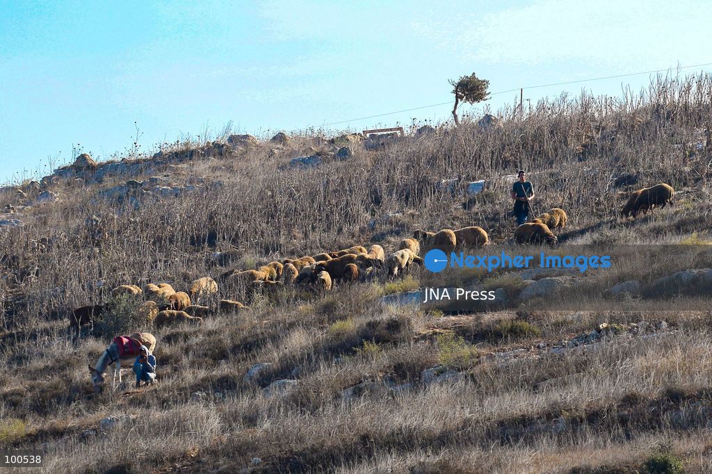 BEITA, NABLUS, PALESTINE – OCTOBER 2, 2026: Israeli settlers and Israeli forces attacked Palestinian farmers while they were picking olives in the Jabal Al-Arma area, east of Beita, south of Nablus. Settlers fired live ammunition toward the farmers, with no injuries reported. According to the Palestinian Red Crescent Society, Israeli forces also beat a 46-year-old Palestinian farmer during raids on olive farms in Beita. Witnesses told Anadolu that Israeli forces fired stun grenades and tear gas at farmers in the Jabal Al-Arma area, forcing them to leave. The olive harvest begins in early October and continues through the end of November, making it an important agricultural and economic season for Palestinian communities. The Palestinian Colonization and Wall Resistance Commission reported that more than 45,000 trees were cut down or damaged across the West Bank during the first half of 2026, including more than 26,000 olive trees. Photo by Salman Mohsen Alkhatib / JNA Press. (Photo by Salman Mohsen Alkhatib/JNA Press via Nexpher Images)