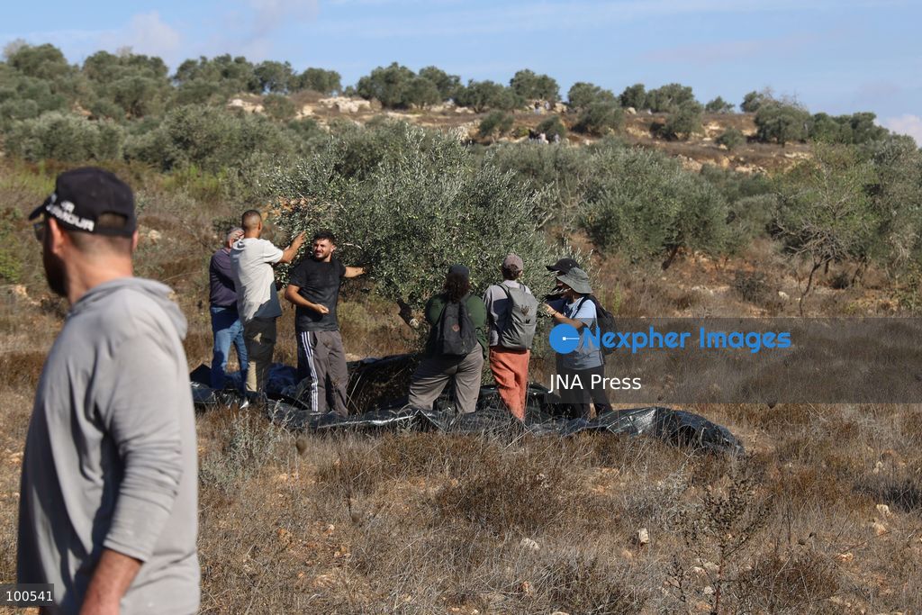 BEITA, NABLUS, PALESTINE – OCTOBER 2, 2026: Israeli settlers and Israeli forces attacked Palestinian farmers while they were picking olives in the Jabal Al-Arma area, east of Beita, south of Nablus. Settlers fired live ammunition toward the farmers, with no injuries reported. According to the Palestinian Red Crescent Society, Israeli forces also beat a 46-year-old Palestinian farmer during raids on olive farms in Beita. Witnesses told Anadolu that Israeli forces fired stun grenades and tear gas at farmers in the Jabal Al-Arma area, forcing them to leave. The olive harvest begins in early October and continues through the end of November, making it an important agricultural and economic season for Palestinian communities. The Palestinian Colonization and Wall Resistance Commission reported that more than 45,000 trees were cut down or damaged across the West Bank during the first half of 2026, including more than 26,000 olive trees. Photo by Salman Mohsen Alkhatib / JNA Press. (Photo by Salman Mohsen Alkhatib/JNA Press via Nexpher Images)