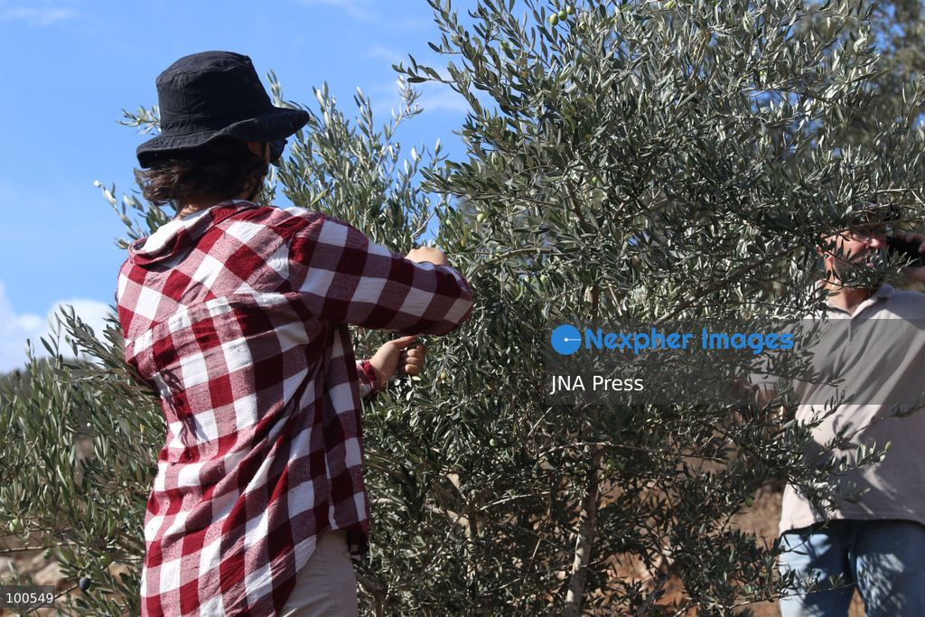 BEITA, NABLUS, PALESTINE – OCTOBER 2, 2026: Israeli settlers and Israeli forces attacked Palestinian farmers while they were picking olives in the Jabal Al-Arma area, east of Beita, south of Nablus. Settlers fired live ammunition toward the farmers, with no injuries reported. According to the Palestinian Red Crescent Society, Israeli forces also beat a 46-year-old Palestinian farmer during raids on olive farms in Beita. Witnesses told Anadolu that Israeli forces fired stun grenades and tear gas at farmers in the Jabal Al-Arma area, forcing them to leave. The olive harvest begins in early October and continues through the end of November, making it an important agricultural and economic season for Palestinian communities. The Palestinian Colonization and Wall Resistance Commission reported that more than 45,000 trees were cut down or damaged across the West Bank during the first half of 2026, including more than 26,000 olive trees. Photo by Salman Mohsen Alkhatib / JNA Press. (Photo by Salman Mohsen Alkhatib/JNA Press via Nexpher Images)