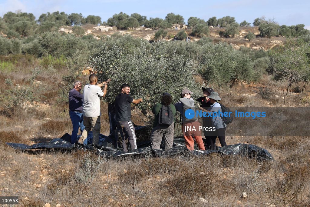 BEITA, NABLUS, PALESTINE – OCTOBER 2, 2026: Israeli settlers and Israeli forces attacked Palestinian farmers while they were picking olives in the Jabal Al-Arma area, east of Beita, south of Nablus. Settlers fired live ammunition toward the farmers, with no injuries reported. According to the Palestinian Red Crescent Society, Israeli forces also beat a 46-year-old Palestinian farmer during raids on olive farms in Beita. Witnesses told Anadolu that Israeli forces fired stun grenades and tear gas at farmers in the Jabal Al-Arma area, forcing them to leave. The olive harvest begins in early October and continues through the end of November, making it an important agricultural and economic season for Palestinian communities. The Palestinian Colonization and Wall Resistance Commission reported that more than 45,000 trees were cut down or damaged across the West Bank during the first half of 2026, including more than 26,000 olive trees. Photo by Salman Mohsen Alkhatib / JNA Press. (Photo by Salman Mohsen Alkhatib/JNA Press via Nexpher Images)