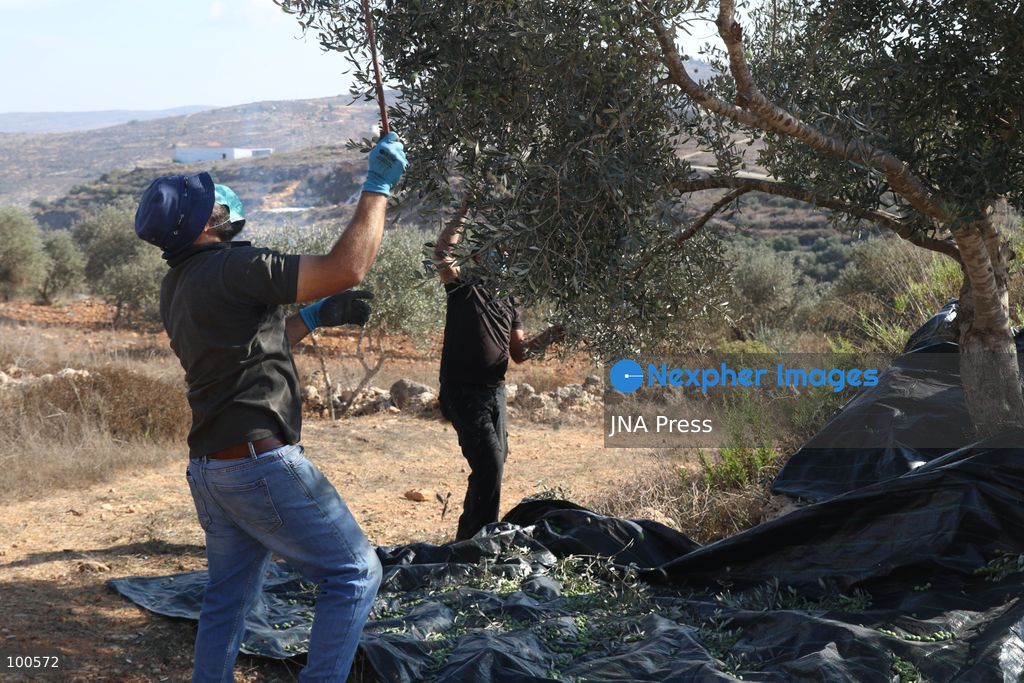 BEITA, NABLUS, PALESTINE – OCTOBER 2, 2026: Israeli settlers and Israeli forces attacked Palestinian farmers while they were picking olives in the Jabal Al-Arma area, east of Beita, south of Nablus. Settlers fired live ammunition toward the farmers, with no injuries reported. According to the Palestinian Red Crescent Society, Israeli forces also beat a 46-year-old Palestinian farmer during raids on olive farms in Beita. Witnesses told Anadolu that Israeli forces fired stun grenades and tear gas at farmers in the Jabal Al-Arma area, forcing them to leave. The olive harvest begins in early October and continues through the end of November, making it an important agricultural and economic season for Palestinian communities. The Palestinian Colonization and Wall Resistance Commission reported that more than 45,000 trees were cut down or damaged across the West Bank during the first half of 2026, including more than 26,000 olive trees. Photo by Salman Mohsen Alkhatib / JNA Press. (Photo by Salman Mohsen Alkhatib/JNA Press via Nexpher Images)