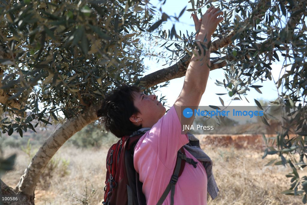 BEITA, NABLUS, PALESTINE – OCTOBER 2, 2026: Israeli settlers and Israeli forces attacked Palestinian farmers while they were picking olives in the Jabal Al-Arma area, east of Beita, south of Nablus. Settlers fired live ammunition toward the farmers, with no injuries reported. According to the Palestinian Red Crescent Society, Israeli forces also beat a 46-year-old Palestinian farmer during raids on olive farms in Beita. Witnesses told Anadolu that Israeli forces fired stun grenades and tear gas at farmers in the Jabal Al-Arma area, forcing them to leave. The olive harvest begins in early October and continues through the end of November, making it an important agricultural and economic season for Palestinian communities. The Palestinian Colonization and Wall Resistance Commission reported that more than 45,000 trees were cut down or damaged across the West Bank during the first half of 2026, including more than 26,000 olive trees. Photo by Salman Mohsen Alkhatib / JNA Press. (Photo by Salman Mohsen Alkhatib/JNA Press via Nexpher Images)