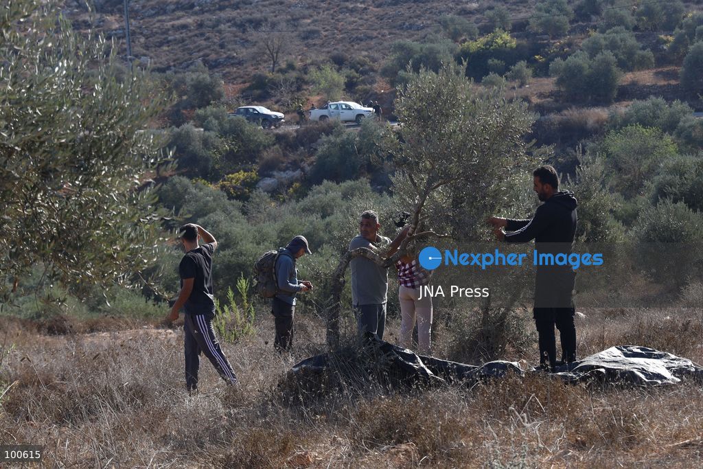 BEITA, NABLUS, PALESTINE – OCTOBER 2, 2026: Israeli settlers and Israeli forces attacked Palestinian farmers while they were picking olives in the Jabal Al-Arma area, east of Beita, south of Nablus. Settlers fired live ammunition toward the farmers, with no injuries reported. According to the Palestinian Red Crescent Society, Israeli forces also beat a 46-year-old Palestinian farmer during raids on olive farms in Beita. Witnesses told Anadolu that Israeli forces fired stun grenades and tear gas at farmers in the Jabal Al-Arma area, forcing them to leave. The olive harvest begins in early October and continues through the end of November, making it an important agricultural and economic season for Palestinian communities. The Palestinian Colonization and Wall Resistance Commission reported that more than 45,000 trees were cut down or damaged across the West Bank during the first half of 2026, including more than 26,000 olive trees. Photo by Salman Mohsen Alkhatib / JNA Press. (Photo by Salman Mohsen Alkhatib/JNA Press via Nexpher Images)