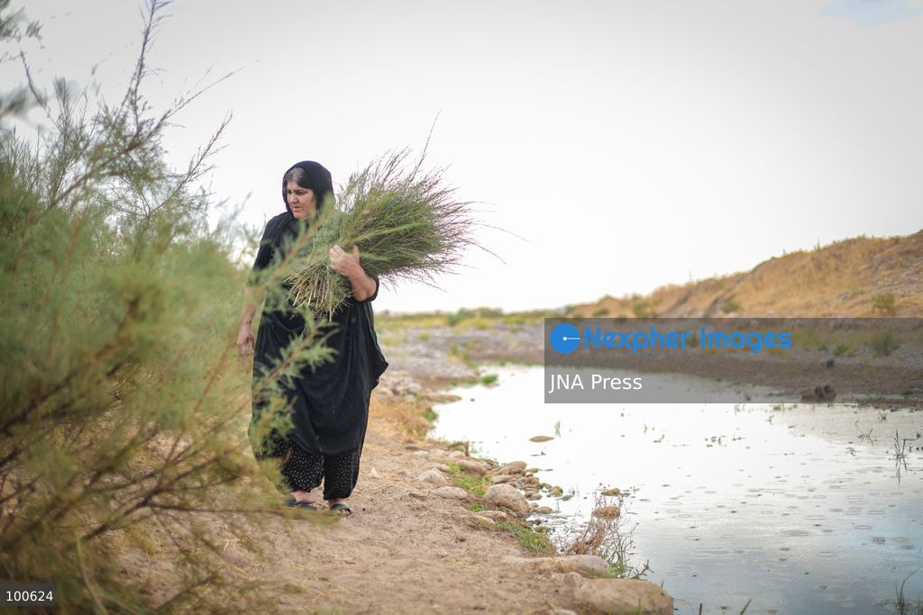 QARAQAJIN, KURDISTAN REGION, IRAQ, OCTOBER 2, 2026: Hajji Saniyya and other elderly women make traditional "Giska Gaza" brooms in the Qaraqajin sub-district of the Kurdistan Region of Iraq. The handmade brooms are produced from wild plants that are harvested, dried in the sun and carefully bundled and shaped by hand. Despite the availability of modern plastic alternatives, local women continue to preserve the traditional craft, with the natural brooms still used for sweeping courtyards and rough outdoor surfaces in rural communities. Photo by Sabur Rashid / JNA Press. (Photo by Sabur Rashid Othman/JNA Press via Nexpher Images)