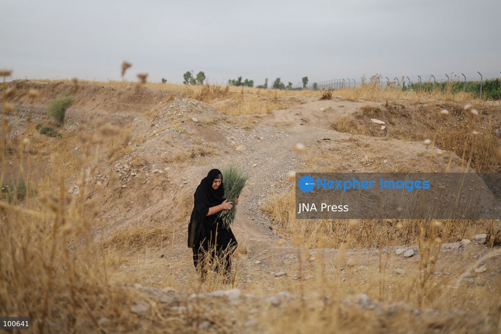 QARAQAJIN, KURDISTAN REGION, IRAQ, OCTOBER 2, 2026: Hajji Saniyya and other elderly women make traditional "Giska Gaza" brooms in the Qaraqajin sub-district of the Kurdistan Region of Iraq. The handmade brooms are produced from wild plants that are harvested, dried in the sun and carefully bundled and shaped by hand. Despite the availability of modern plastic alternatives, local women continue to preserve the traditional craft, with the natural brooms still used for sweeping courtyards and rough outdoor surfaces in rural communities. Photo by Sabur Rashid / JNA Press. (Photo by Sabur Rashid Othman/JNA Press via Nexpher Images)