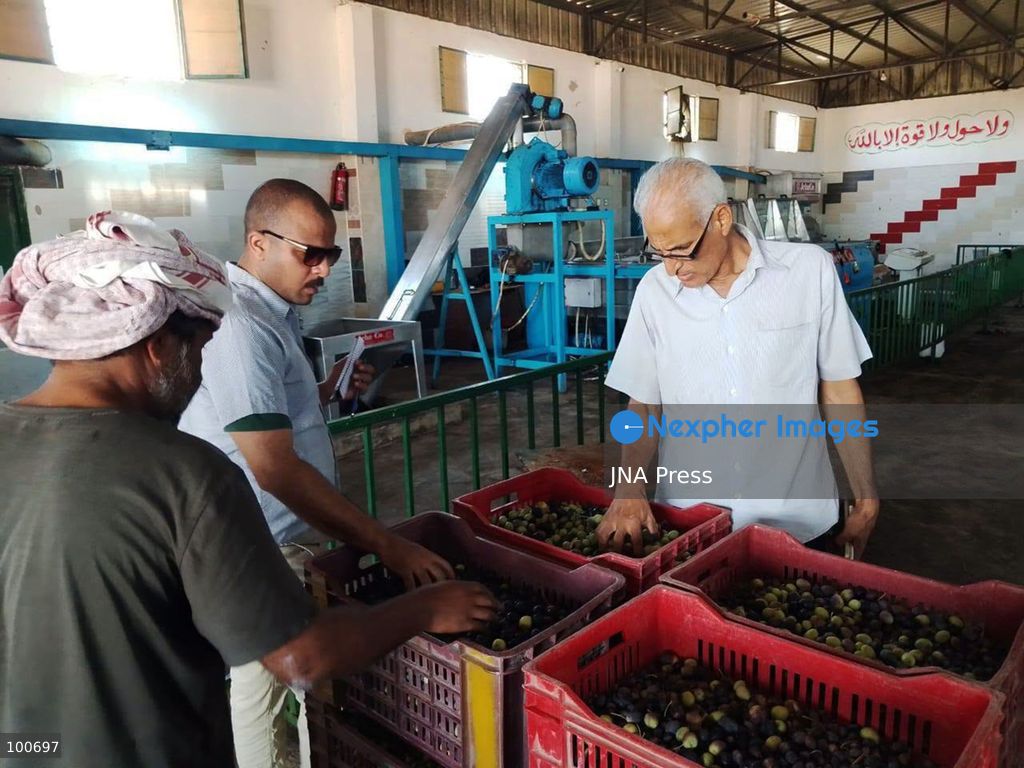AL-ARISH, NORTH SINAI, EGYPT, OCTOBER 2, 2026: Farmers harvest olives at groves in Al-Arish during the seasonal olive harvest in North Sinai, before transporting the crop to local mills for oil extraction. The photo feature documents different stages of the process, from picking green and black olives to their collection and processing at traditional pressing facilities. Local growers say this year's harvest has been affected by changing weather conditions, resulting in lower yields and concerns over higher olive oil prices. Olive cultivation remains an important source of agricultural income for farming communities in North Sinai. Photo by Mahmoud Elshorbagy / JNA Press. (Photo by Mahmoud H. Elshorbagy/JNA Press via Nexpher Images)