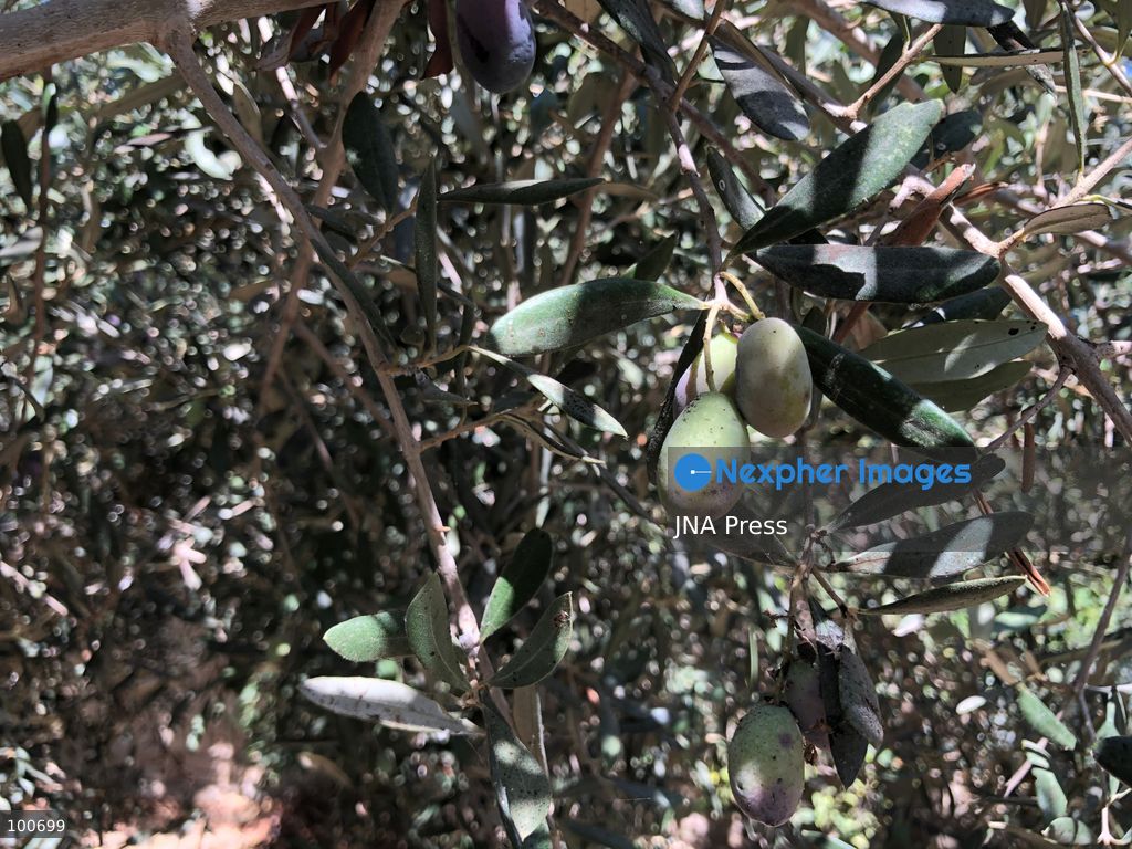 AL-ARISH, NORTH SINAI, EGYPT, OCTOBER 2, 2026: Farmers harvest olives at groves in Al-Arish during the seasonal olive harvest in North Sinai, before transporting the crop to local mills for oil extraction. The photo feature documents different stages of the process, from picking green and black olives to their collection and processing at traditional pressing facilities. Local growers say this year's harvest has been affected by changing weather conditions, resulting in lower yields and concerns over higher olive oil prices. Olive cultivation remains an important source of agricultural income for farming communities in North Sinai. Photo by Mahmoud Elshorbagy / JNA Press. (Photo by Mahmoud H. Elshorbagy/JNA Press via Nexpher Images)