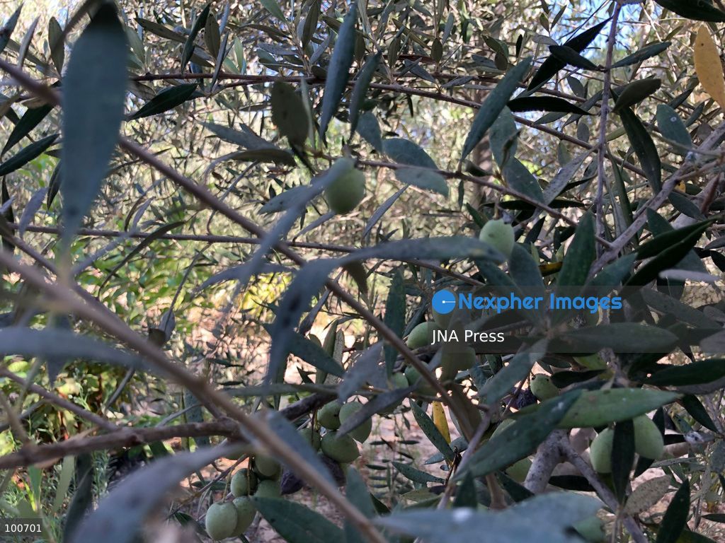 AL-ARISH, NORTH SINAI, EGYPT, OCTOBER 2, 2026: Farmers harvest olives at groves in Al-Arish during the seasonal olive harvest in North Sinai, before transporting the crop to local mills for oil extraction. The photo feature documents different stages of the process, from picking green and black olives to their collection and processing at traditional pressing facilities. Local growers say this year's harvest has been affected by changing weather conditions, resulting in lower yields and concerns over higher olive oil prices. Olive cultivation remains an important source of agricultural income for farming communities in North Sinai. Photo by Mahmoud Elshorbagy / JNA Press. (Photo by Mahmoud H. Elshorbagy/JNA Press via Nexpher Images)