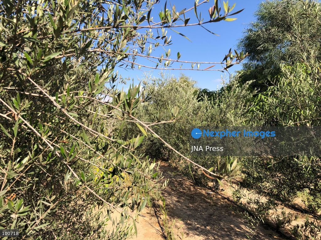 AL-ARISH, NORTH SINAI, EGYPT, OCTOBER 2, 2026: Farmers harvest olives at groves in Al-Arish during the seasonal olive harvest in North Sinai, before transporting the crop to local mills for oil extraction. The photo feature documents different stages of the process, from picking green and black olives to their collection and processing at traditional pressing facilities. Local growers say this year's harvest has been affected by changing weather conditions, resulting in lower yields and concerns over higher olive oil prices. Olive cultivation remains an important source of agricultural income for farming communities in North Sinai. Photo by Mahmoud Elshorbagy / JNA Press. (Photo by Mahmoud H. Elshorbagy/JNA Press via Nexpher Images)