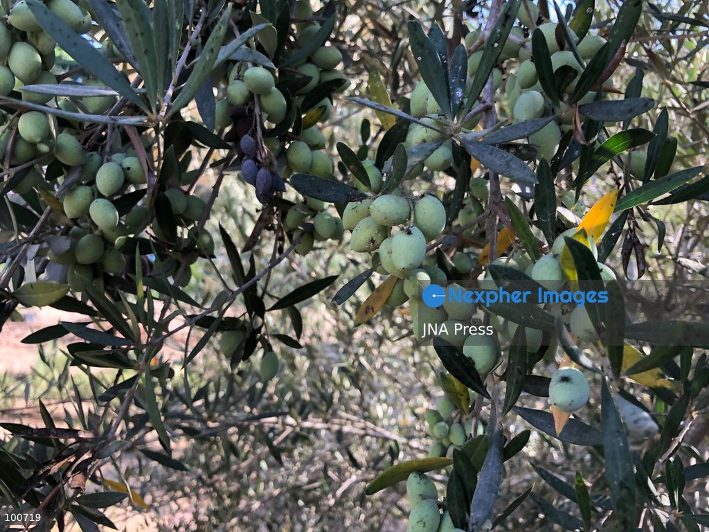 AL-ARISH, NORTH SINAI, EGYPT, OCTOBER 2, 2026: Farmers harvest olives at groves in Al-Arish during the seasonal olive harvest in North Sinai, before transporting the crop to local mills for oil extraction. The photo feature documents different stages of the process, from picking green and black olives to their collection and processing at traditional pressing facilities. Local growers say this year's harvest has been affected by changing weather conditions, resulting in lower yields and concerns over higher olive oil prices. Olive cultivation remains an important source of agricultural income for farming communities in North Sinai. Photo by Mahmoud Elshorbagy / JNA Press. (Photo by Mahmoud H. Elshorbagy/JNA Press via Nexpher Images)