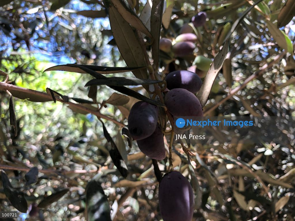 AL-ARISH, NORTH SINAI, EGYPT, OCTOBER 2, 2026: Farmers harvest olives at groves in Al-Arish during the seasonal olive harvest in North Sinai, before transporting the crop to local mills for oil extraction. The photo feature documents different stages of the process, from picking green and black olives to their collection and processing at traditional pressing facilities. Local growers say this year's harvest has been affected by changing weather conditions, resulting in lower yields and concerns over higher olive oil prices. Olive cultivation remains an important source of agricultural income for farming communities in North Sinai. Photo by Mahmoud Elshorbagy / JNA Press. (Photo by Mahmoud H. Elshorbagy/JNA Press via Nexpher Images)