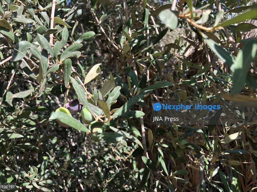 AL-ARISH, NORTH SINAI, EGYPT, OCTOBER 2, 2026: Farmers harvest olives at groves in Al-Arish during the seasonal olive harvest in North Sinai, before transporting the crop to local mills for oil extraction. The photo feature documents different stages of the process, from picking green and black olives to their collection and processing at traditional pressing facilities. Local growers say this year's harvest has been affected by changing weather conditions, resulting in lower yields and concerns over higher olive oil prices. Olive cultivation remains an important source of agricultural income for farming communities in North Sinai. Photo by Mahmoud Elshorbagy / JNA Press. (Photo by Mahmoud H. Elshorbagy/JNA Press via Nexpher Images)