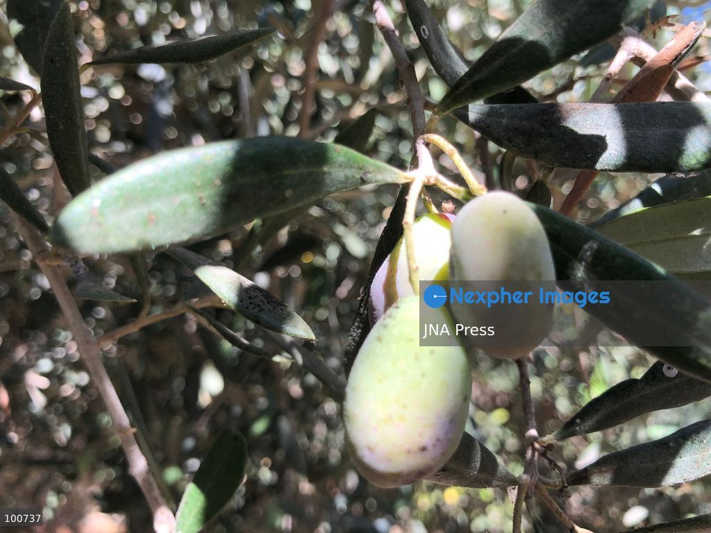 AL-ARISH, NORTH SINAI, EGYPT, OCTOBER 2, 2026: Farmers harvest olives at groves in Al-Arish during the seasonal olive harvest in North Sinai, before transporting the crop to local mills for oil extraction. The photo feature documents different stages of the process, from picking green and black olives to their collection and processing at traditional pressing facilities. Local growers say this year's harvest has been affected by changing weather conditions, resulting in lower yields and concerns over higher olive oil prices. Olive cultivation remains an important source of agricultural income for farming communities in North Sinai. Photo by Mahmoud Elshorbagy / JNA Press. (Photo by Mahmoud H. Elshorbagy/JNA Press via Nexpher Images)