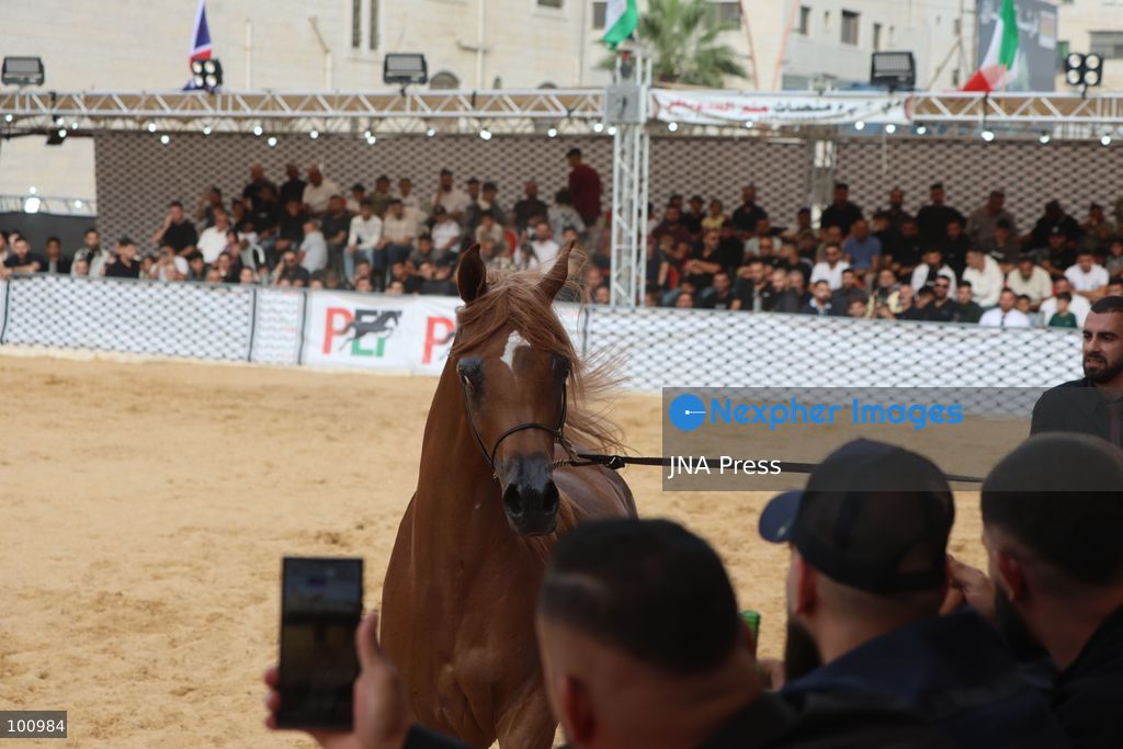 HEBRON, OCCUPIED WEST BANK, OCTOBER 2, 2026: Palestinian riders and horse breeders take part in a three-day Arabian horse beauty show in Hebron, featuring around 300 purebred Arabian horses. Participants from across the West Bank, Jerusalem and Palestinian communities inside Israel gathered for the event, which showcases the characteristics and bloodlines of Arabian horses and promotes horse breeding and equestrian competitions. Organizers and participants hope the event will help develop the Arabian horse show scene in Palestine and create opportunities for riders and breeders to participate in international competitions. Photo by Mosab Shawer / JNA Press. (Photo by Mosab shawer/JNA Press via Nexpher Images)
