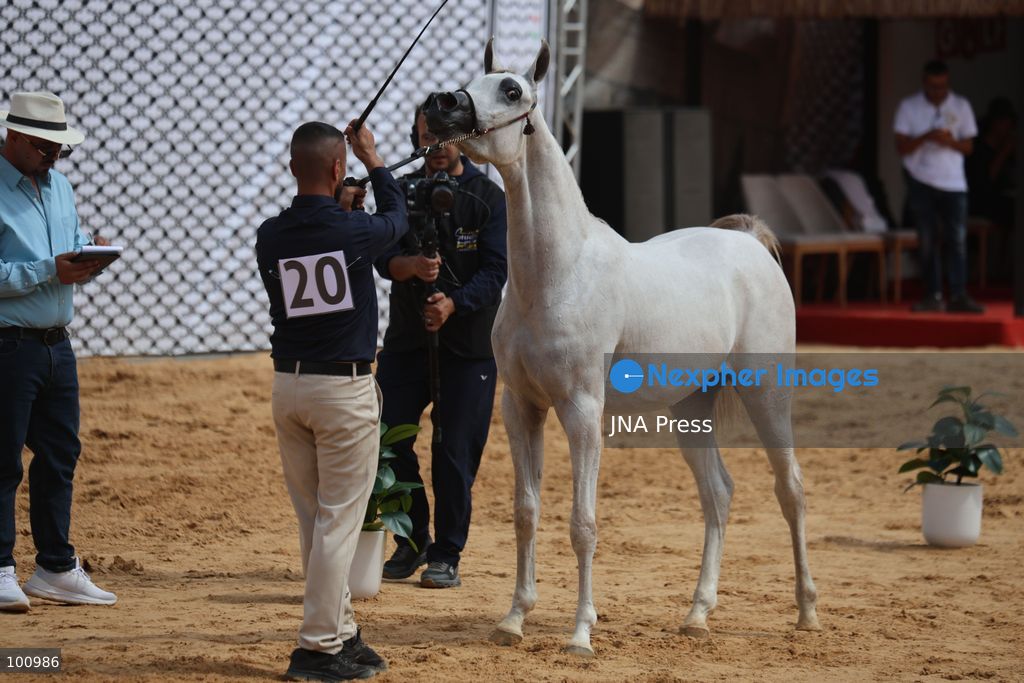 HEBRON, OCCUPIED WEST BANK, OCTOBER 2, 2026: Palestinian riders and horse breeders take part in a three-day Arabian horse beauty show in Hebron, featuring around 300 purebred Arabian horses. Participants from across the West Bank, Jerusalem and Palestinian communities inside Israel gathered for the event, which showcases the characteristics and bloodlines of Arabian horses and promotes horse breeding and equestrian competitions. Organizers and participants hope the event will help develop the Arabian horse show scene in Palestine and create opportunities for riders and breeders to participate in international competitions. Photo by Mosab Shawer / JNA Press. (Photo by Mosab shawer/JNA Press via Nexpher Images)