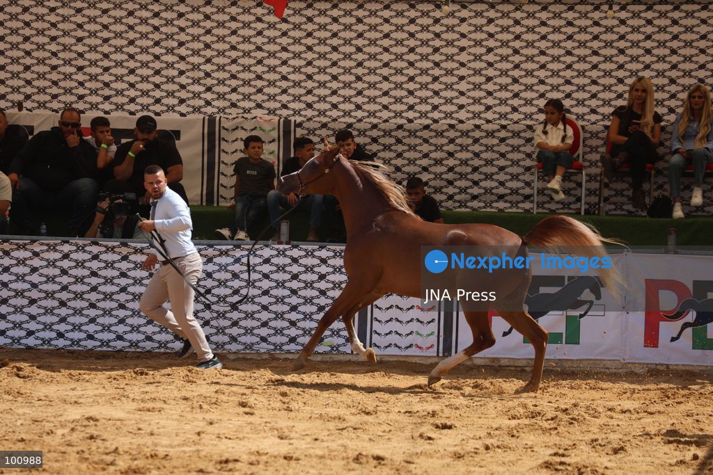 HEBRON, OCCUPIED WEST BANK, OCTOBER 2, 2026: Palestinian riders and horse breeders take part in a three-day Arabian horse beauty show in Hebron, featuring around 300 purebred Arabian horses. Participants from across the West Bank, Jerusalem and Palestinian communities inside Israel gathered for the event, which showcases the characteristics and bloodlines of Arabian horses and promotes horse breeding and equestrian competitions. Organizers and participants hope the event will help develop the Arabian horse show scene in Palestine and create opportunities for riders and breeders to participate in international competitions. Photo by Mosab Shawer / JNA Press. (Photo by Mosab shawer/JNA Press via Nexpher Images)