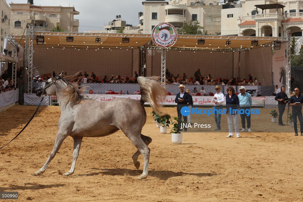 HEBRON, OCCUPIED WEST BANK, OCTOBER 2, 2026: Palestinian riders and horse breeders take part in a three-day Arabian horse beauty show in Hebron, featuring around 300 purebred Arabian horses. Participants from across the West Bank, Jerusalem and Palestinian communities inside Israel gathered for the event, which showcases the characteristics and bloodlines of Arabian horses and promotes horse breeding and equestrian competitions. Organizers and participants hope the event will help develop the Arabian horse show scene in Palestine and create opportunities for riders and breeders to participate in international competitions. Photo by Mosab Shawer / JNA Press. (Photo by Mosab shawer/JNA Press via Nexpher Images)