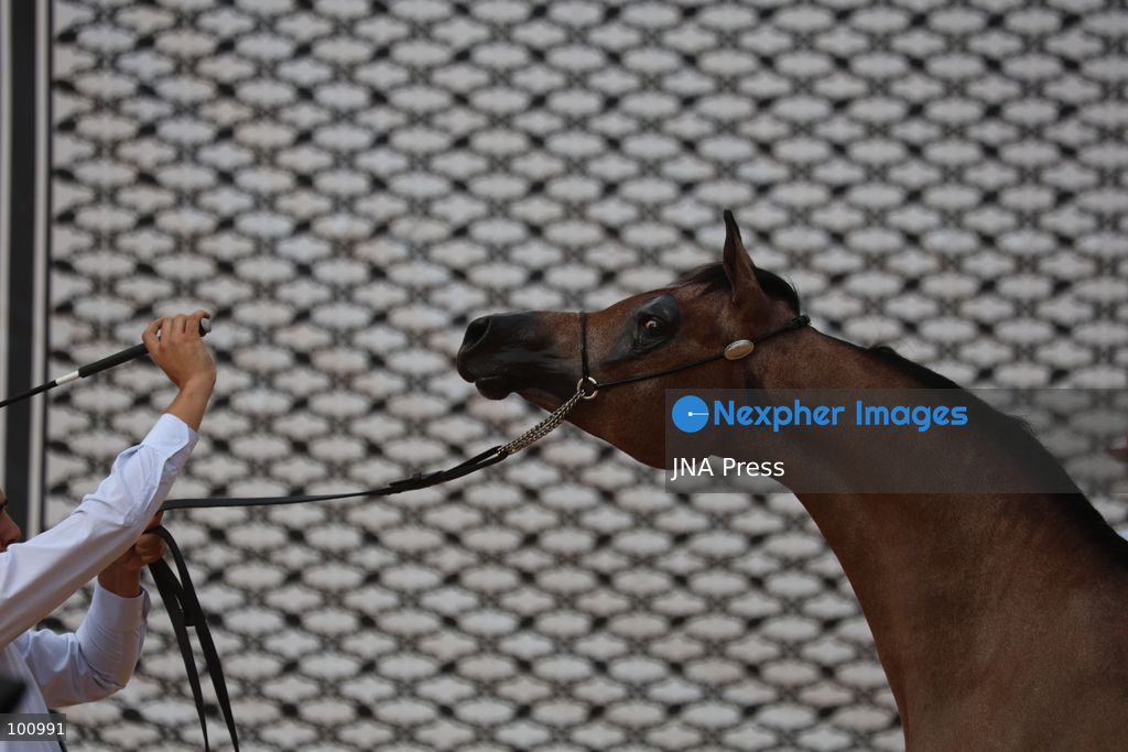 HEBRON, OCCUPIED WEST BANK, OCTOBER 2, 2026: Palestinian riders and horse breeders take part in a three-day Arabian horse beauty show in Hebron, featuring around 300 purebred Arabian horses. Participants from across the West Bank, Jerusalem and Palestinian communities inside Israel gathered for the event, which showcases the characteristics and bloodlines of Arabian horses and promotes horse breeding and equestrian competitions. Organizers and participants hope the event will help develop the Arabian horse show scene in Palestine and create opportunities for riders and breeders to participate in international competitions. Photo by Mosab Shawer / JNA Press. (Photo by Mosab shawer/JNA Press via Nexpher Images)