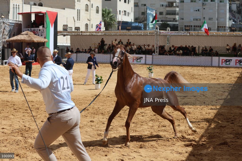 HEBRON, OCCUPIED WEST BANK, OCTOBER 2, 2026: Palestinian riders and horse breeders take part in a three-day Arabian horse beauty show in Hebron, featuring around 300 purebred Arabian horses. Participants from across the West Bank, Jerusalem and Palestinian communities inside Israel gathered for the event, which showcases the characteristics and bloodlines of Arabian horses and promotes horse breeding and equestrian competitions. Organizers and participants hope the event will help develop the Arabian horse show scene in Palestine and create opportunities for riders and breeders to participate in international competitions. Photo by Mosab Shawer / JNA Press. (Photo by Mosab shawer/JNA Press via Nexpher Images)