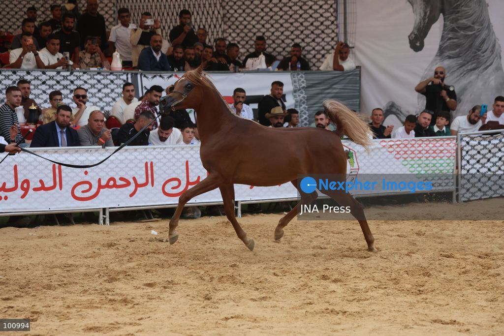 HEBRON, OCCUPIED WEST BANK, OCTOBER 2, 2026: Palestinian riders and horse breeders take part in a three-day Arabian horse beauty show in Hebron, featuring around 300 purebred Arabian horses. Participants from across the West Bank, Jerusalem and Palestinian communities inside Israel gathered for the event, which showcases the characteristics and bloodlines of Arabian horses and promotes horse breeding and equestrian competitions. Organizers and participants hope the event will help develop the Arabian horse show scene in Palestine and create opportunities for riders and breeders to participate in international competitions. Photo by Mosab Shawer / JNA Press. (Photo by Mosab shawer/JNA Press via Nexpher Images)