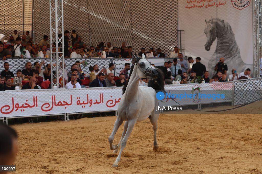 HEBRON, OCCUPIED WEST BANK, OCTOBER 2, 2026: Palestinian riders and horse breeders take part in a three-day Arabian horse beauty show in Hebron, featuring around 300 purebred Arabian horses. Participants from across the West Bank, Jerusalem and Palestinian communities inside Israel gathered for the event, which showcases the characteristics and bloodlines of Arabian horses and promotes horse breeding and equestrian competitions. Organizers and participants hope the event will help develop the Arabian horse show scene in Palestine and create opportunities for riders and breeders to participate in international competitions. Photo by Mosab Shawer / JNA Press. (Photo by Mosab shawer/JNA Press via Nexpher Images)