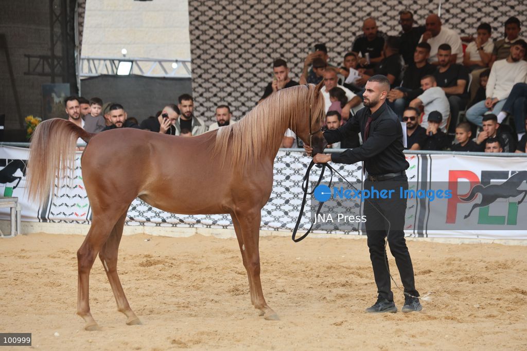 HEBRON, OCCUPIED WEST BANK, OCTOBER 2, 2026: Palestinian riders and horse breeders take part in a three-day Arabian horse beauty show in Hebron, featuring around 300 purebred Arabian horses. Participants from across the West Bank, Jerusalem and Palestinian communities inside Israel gathered for the event, which showcases the characteristics and bloodlines of Arabian horses and promotes horse breeding and equestrian competitions. Organizers and participants hope the event will help develop the Arabian horse show scene in Palestine and create opportunities for riders and breeders to participate in international competitions. Photo by Mosab Shawer / JNA Press. (Photo by Mosab shawer/JNA Press via Nexpher Images)