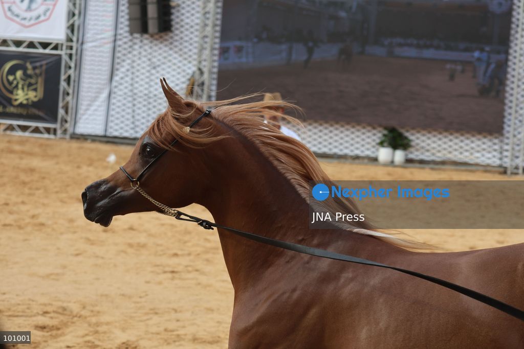 HEBRON, OCCUPIED WEST BANK, OCTOBER 2, 2026: Palestinian riders and horse breeders take part in a three-day Arabian horse beauty show in Hebron, featuring around 300 purebred Arabian horses. Participants from across the West Bank, Jerusalem and Palestinian communities inside Israel gathered for the event, which showcases the characteristics and bloodlines of Arabian horses and promotes horse breeding and equestrian competitions. Organizers and participants hope the event will help develop the Arabian horse show scene in Palestine and create opportunities for riders and breeders to participate in international competitions. Photo by Mosab Shawer / JNA Press. (Photo by Mosab shawer/JNA Press via Nexpher Images)
