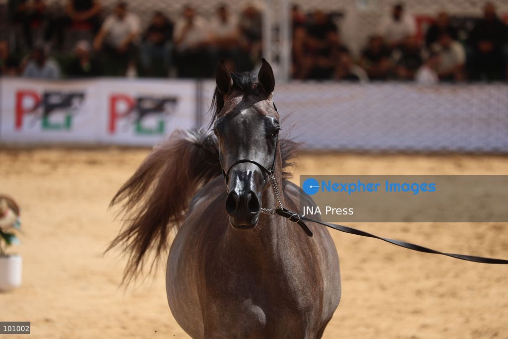 HEBRON, OCCUPIED WEST BANK, OCTOBER 2, 2026: Palestinian riders and horse breeders take part in a three-day Arabian horse beauty show in Hebron, featuring around 300 purebred Arabian horses. Participants from across the West Bank, Jerusalem and Palestinian communities inside Israel gathered for the event, which showcases the characteristics and bloodlines of Arabian horses and promotes horse breeding and equestrian competitions. Organizers and participants hope the event will help develop the Arabian horse show scene in Palestine and create opportunities for riders and breeders to participate in international competitions. Photo by Mosab Shawer / JNA Press. (Photo by Mosab shawer/JNA Press via Nexpher Images)
