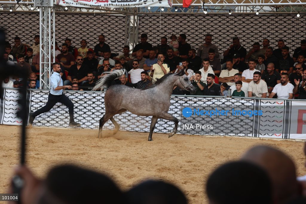 HEBRON, OCCUPIED WEST BANK, OCTOBER 2, 2026: Palestinian riders and horse breeders take part in a three-day Arabian horse beauty show in Hebron, featuring around 300 purebred Arabian horses. Participants from across the West Bank, Jerusalem and Palestinian communities inside Israel gathered for the event, which showcases the characteristics and bloodlines of Arabian horses and promotes horse breeding and equestrian competitions. Organizers and participants hope the event will help develop the Arabian horse show scene in Palestine and create opportunities for riders and breeders to participate in international competitions. Photo by Mosab Shawer / JNA Press. (Photo by Mosab shawer/JNA Press via Nexpher Images)