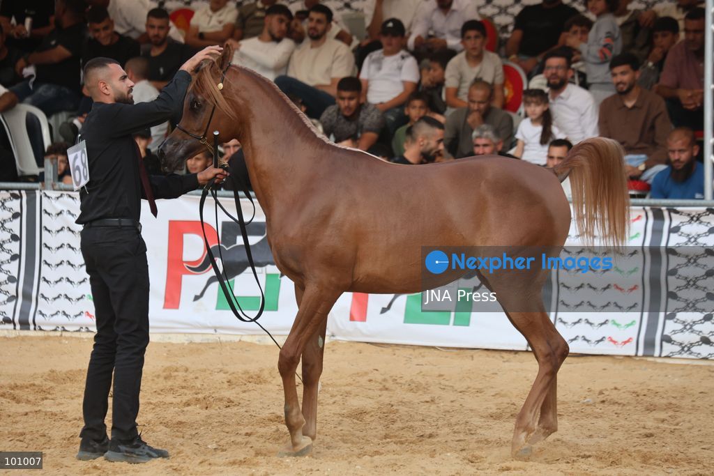 HEBRON, OCCUPIED WEST BANK, OCTOBER 2, 2026: Palestinian riders and horse breeders take part in a three-day Arabian horse beauty show in Hebron, featuring around 300 purebred Arabian horses. Participants from across the West Bank, Jerusalem and Palestinian communities inside Israel gathered for the event, which showcases the characteristics and bloodlines of Arabian horses and promotes horse breeding and equestrian competitions. Organizers and participants hope the event will help develop the Arabian horse show scene in Palestine and create opportunities for riders and breeders to participate in international competitions. Photo by Mosab Shawer / JNA Press. (Photo by Mosab shawer/JNA Press via Nexpher Images)