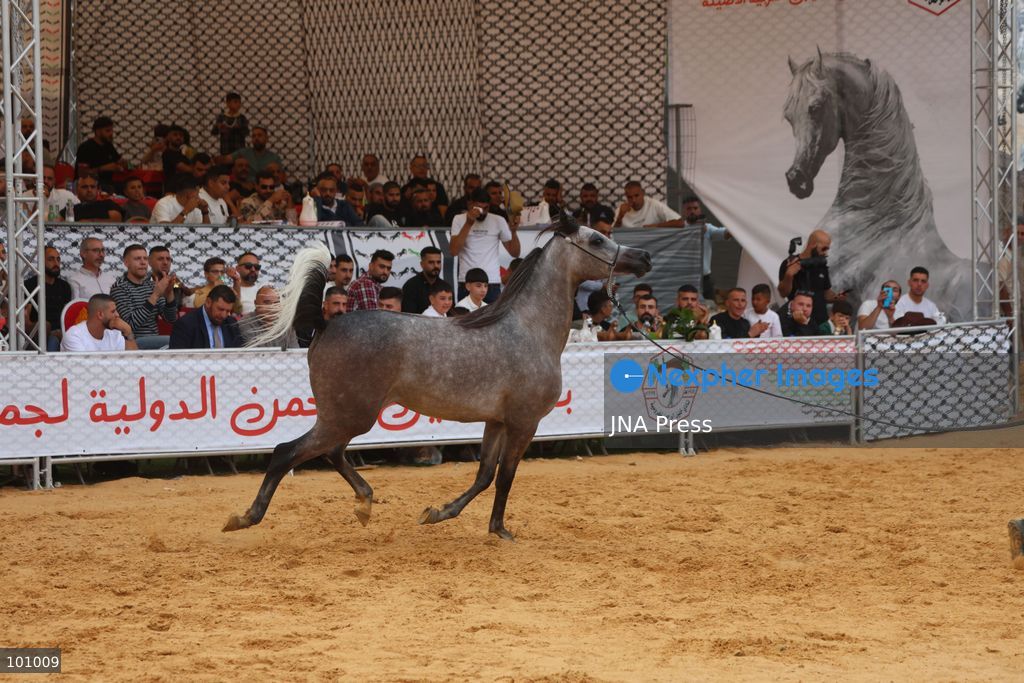 HEBRON, OCCUPIED WEST BANK, OCTOBER 2, 2026: Palestinian riders and horse breeders take part in a three-day Arabian horse beauty show in Hebron, featuring around 300 purebred Arabian horses. Participants from across the West Bank, Jerusalem and Palestinian communities inside Israel gathered for the event, which showcases the characteristics and bloodlines of Arabian horses and promotes horse breeding and equestrian competitions. Organizers and participants hope the event will help develop the Arabian horse show scene in Palestine and create opportunities for riders and breeders to participate in international competitions. Photo by Mosab Shawer / JNA Press. (Photo by Mosab shawer/JNA Press via Nexpher Images)