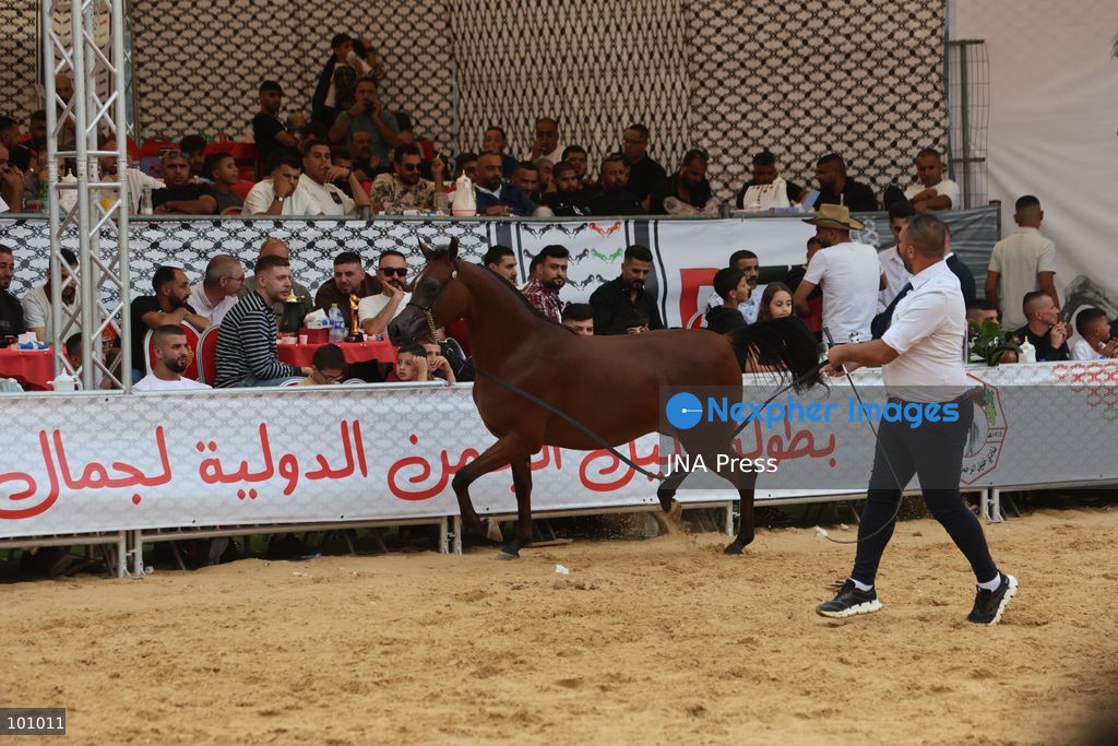 HEBRON, OCCUPIED WEST BANK, OCTOBER 2, 2026: Palestinian riders and horse breeders take part in a three-day Arabian horse beauty show in Hebron, featuring around 300 purebred Arabian horses. Participants from across the West Bank, Jerusalem and Palestinian communities inside Israel gathered for the event, which showcases the characteristics and bloodlines of Arabian horses and promotes horse breeding and equestrian competitions. Organizers and participants hope the event will help develop the Arabian horse show scene in Palestine and create opportunities for riders and breeders to participate in international competitions. Photo by Mosab Shawer / JNA Press. (Photo by Mosab shawer/JNA Press via Nexpher Images)