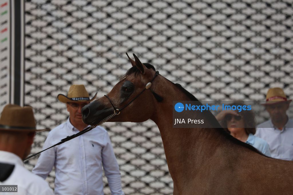 HEBRON, OCCUPIED WEST BANK, OCTOBER 2, 2026: Palestinian riders and horse breeders take part in a three-day Arabian horse beauty show in Hebron, featuring around 300 purebred Arabian horses. Participants from across the West Bank, Jerusalem and Palestinian communities inside Israel gathered for the event, which showcases the characteristics and bloodlines of Arabian horses and promotes horse breeding and equestrian competitions. Organizers and participants hope the event will help develop the Arabian horse show scene in Palestine and create opportunities for riders and breeders to participate in international competitions. Photo by Mosab Shawer / JNA Press. (Photo by Mosab shawer/JNA Press via Nexpher Images)