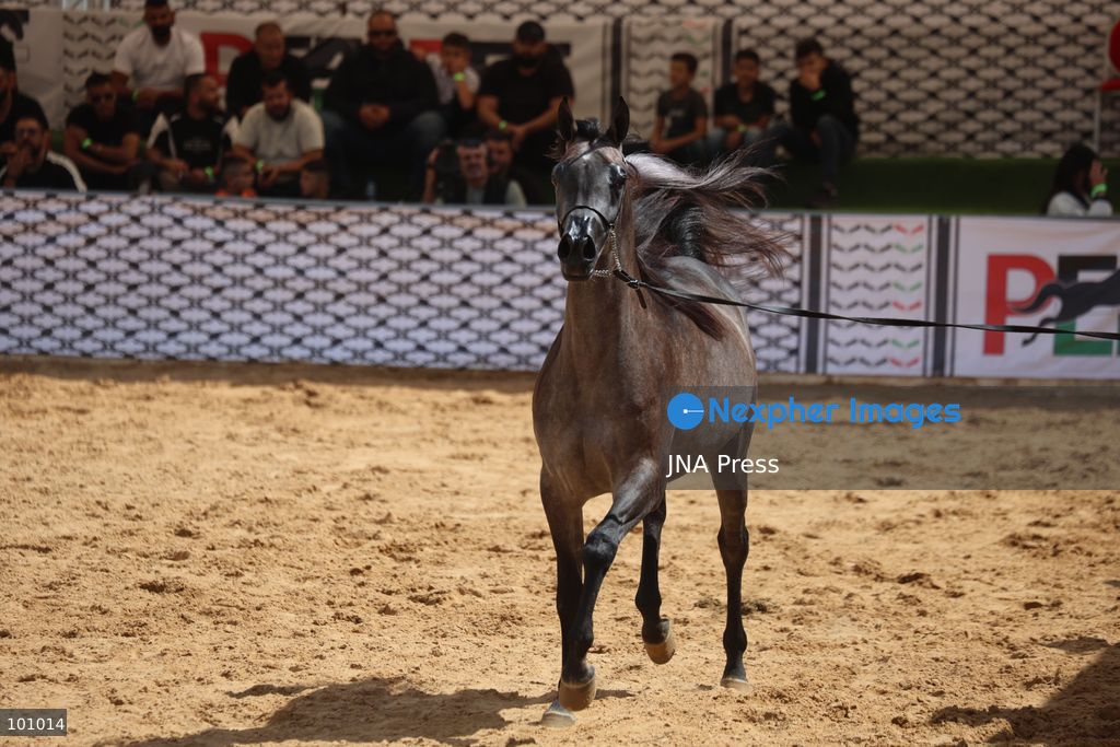 HEBRON, OCCUPIED WEST BANK, OCTOBER 2, 2026: Palestinian riders and horse breeders take part in a three-day Arabian horse beauty show in Hebron, featuring around 300 purebred Arabian horses. Participants from across the West Bank, Jerusalem and Palestinian communities inside Israel gathered for the event, which showcases the characteristics and bloodlines of Arabian horses and promotes horse breeding and equestrian competitions. Organizers and participants hope the event will help develop the Arabian horse show scene in Palestine and create opportunities for riders and breeders to participate in international competitions. Photo by Mosab Shawer / JNA Press. (Photo by Mosab shawer/JNA Press via Nexpher Images)