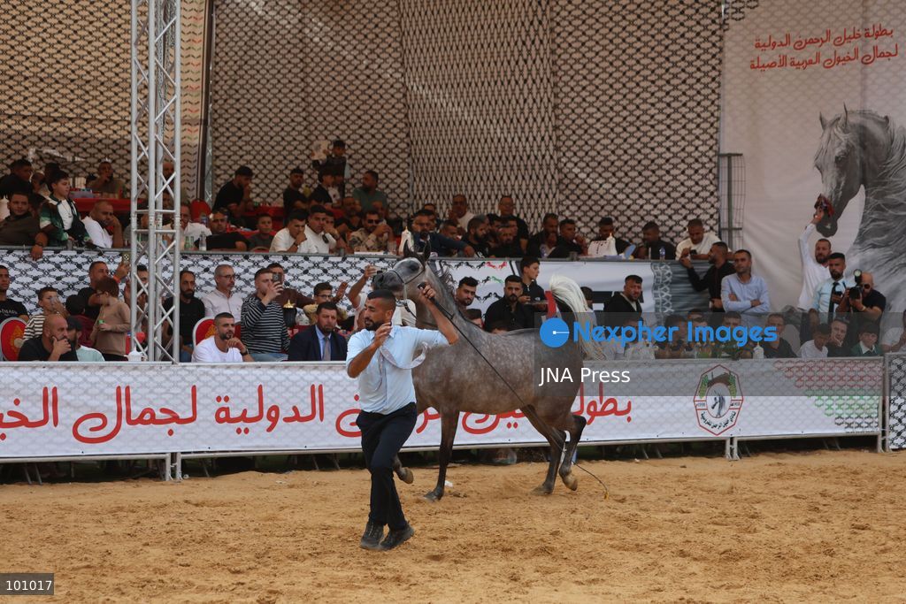 HEBRON, OCCUPIED WEST BANK, OCTOBER 2, 2026: Palestinian riders and horse breeders take part in a three-day Arabian horse beauty show in Hebron, featuring around 300 purebred Arabian horses. Participants from across the West Bank, Jerusalem and Palestinian communities inside Israel gathered for the event, which showcases the characteristics and bloodlines of Arabian horses and promotes horse breeding and equestrian competitions. Organizers and participants hope the event will help develop the Arabian horse show scene in Palestine and create opportunities for riders and breeders to participate in international competitions. Photo by Mosab Shawer / JNA Press. (Photo by Mosab shawer/JNA Press via Nexpher Images)