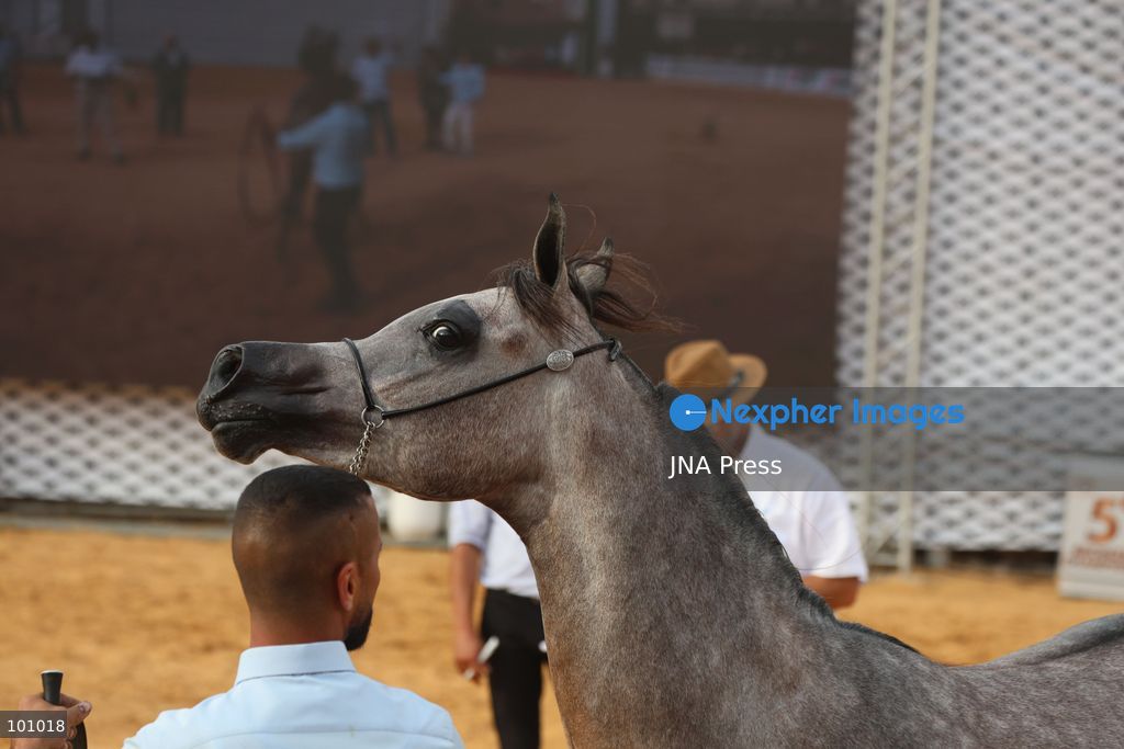 HEBRON, OCCUPIED WEST BANK, OCTOBER 2, 2026: Palestinian riders and horse breeders take part in a three-day Arabian horse beauty show in Hebron, featuring around 300 purebred Arabian horses. Participants from across the West Bank, Jerusalem and Palestinian communities inside Israel gathered for the event, which showcases the characteristics and bloodlines of Arabian horses and promotes horse breeding and equestrian competitions. Organizers and participants hope the event will help develop the Arabian horse show scene in Palestine and create opportunities for riders and breeders to participate in international competitions. Photo by Mosab Shawer / JNA Press. (Photo by Mosab shawer/JNA Press via Nexpher Images)