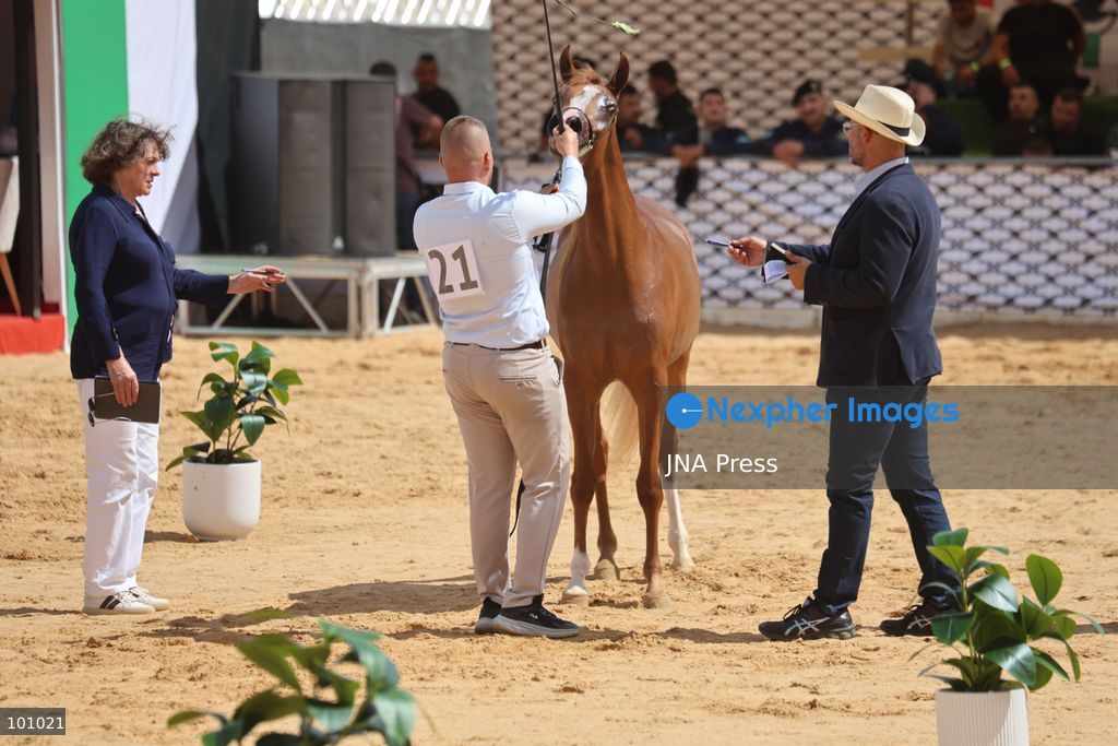 HEBRON, OCCUPIED WEST BANK, OCTOBER 2, 2026: Palestinian riders and horse breeders take part in a three-day Arabian horse beauty show in Hebron, featuring around 300 purebred Arabian horses. Participants from across the West Bank, Jerusalem and Palestinian communities inside Israel gathered for the event, which showcases the characteristics and bloodlines of Arabian horses and promotes horse breeding and equestrian competitions. Organizers and participants hope the event will help develop the Arabian horse show scene in Palestine and create opportunities for riders and breeders to participate in international competitions. Photo by Mosab Shawer / JNA Press. (Photo by Mosab shawer/JNA Press via Nexpher Images)