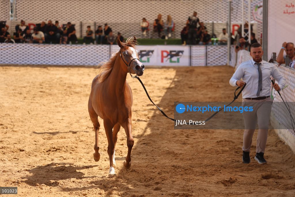 HEBRON, OCCUPIED WEST BANK, OCTOBER 2, 2026: Palestinian riders and horse breeders take part in a three-day Arabian horse beauty show in Hebron, featuring around 300 purebred Arabian horses. Participants from across the West Bank, Jerusalem and Palestinian communities inside Israel gathered for the event, which showcases the characteristics and bloodlines of Arabian horses and promotes horse breeding and equestrian competitions. Organizers and participants hope the event will help develop the Arabian horse show scene in Palestine and create opportunities for riders and breeders to participate in international competitions. Photo by Mosab Shawer / JNA Press. (Photo by Mosab shawer/JNA Press via Nexpher Images)
