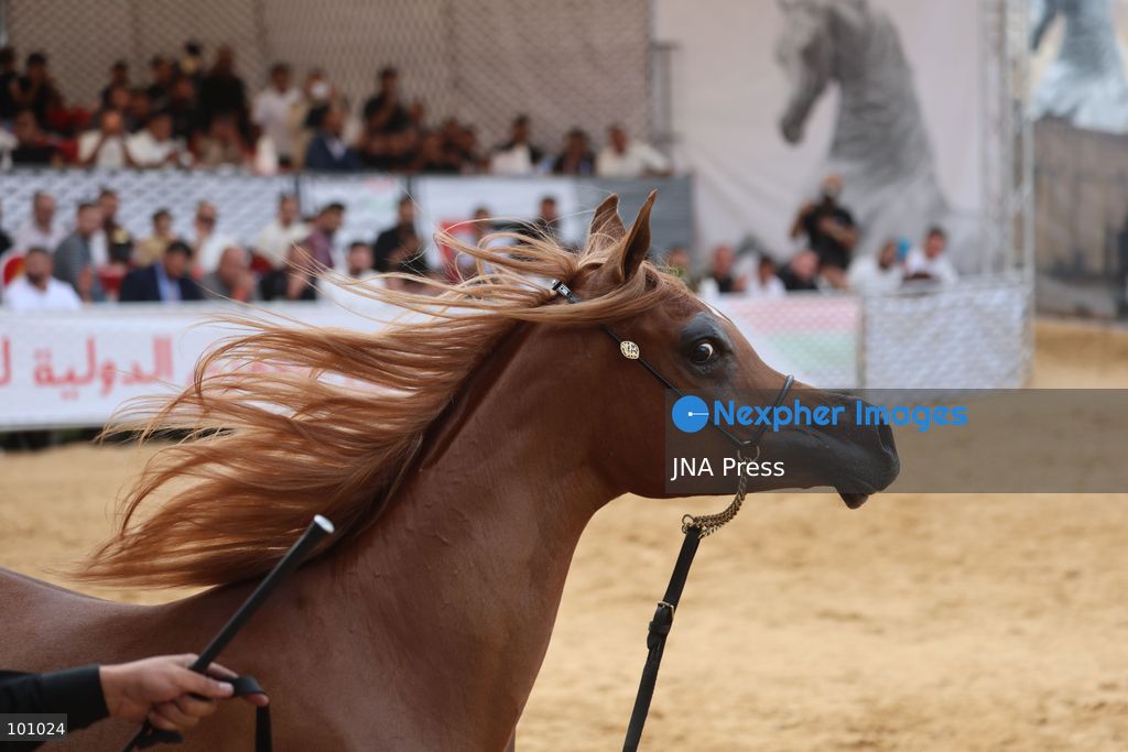 HEBRON, OCCUPIED WEST BANK, OCTOBER 2, 2026: Palestinian riders and horse breeders take part in a three-day Arabian horse beauty show in Hebron, featuring around 300 purebred Arabian horses. Participants from across the West Bank, Jerusalem and Palestinian communities inside Israel gathered for the event, which showcases the characteristics and bloodlines of Arabian horses and promotes horse breeding and equestrian competitions. Organizers and participants hope the event will help develop the Arabian horse show scene in Palestine and create opportunities for riders and breeders to participate in international competitions. Photo by Mosab Shawer / JNA Press. (Photo by Mosab shawer/JNA Press via Nexpher Images)