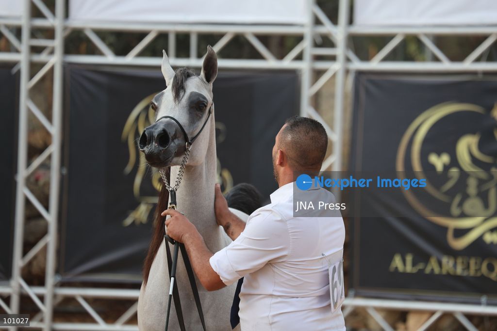 HEBRON, OCCUPIED WEST BANK, OCTOBER 2, 2026: Palestinian riders and horse breeders take part in a three-day Arabian horse beauty show in Hebron, featuring around 300 purebred Arabian horses. Participants from across the West Bank, Jerusalem and Palestinian communities inside Israel gathered for the event, which showcases the characteristics and bloodlines of Arabian horses and promotes horse breeding and equestrian competitions. Organizers and participants hope the event will help develop the Arabian horse show scene in Palestine and create opportunities for riders and breeders to participate in international competitions. Photo by Mosab Shawer / JNA Press. (Photo by Mosab shawer/JNA Press via Nexpher Images)