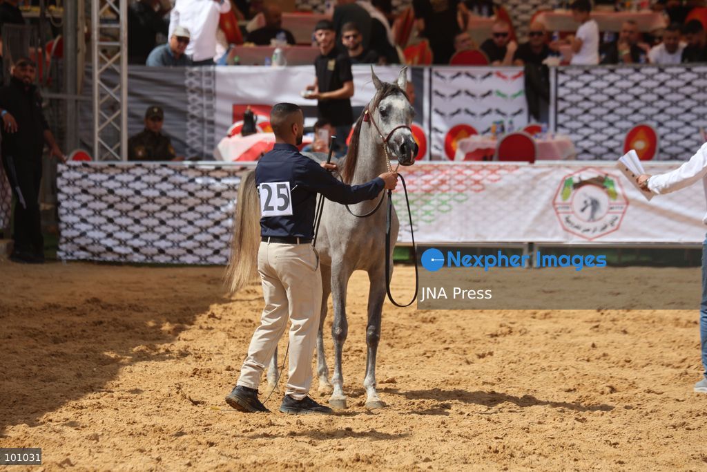 HEBRON, OCCUPIED WEST BANK, OCTOBER 2, 2026: Palestinian riders and horse breeders take part in a three-day Arabian horse beauty show in Hebron, featuring around 300 purebred Arabian horses. Participants from across the West Bank, Jerusalem and Palestinian communities inside Israel gathered for the event, which showcases the characteristics and bloodlines of Arabian horses and promotes horse breeding and equestrian competitions. Organizers and participants hope the event will help develop the Arabian horse show scene in Palestine and create opportunities for riders and breeders to participate in international competitions. Photo by Mosab Shawer / JNA Press. (Photo by Mosab shawer/JNA Press via Nexpher Images)
