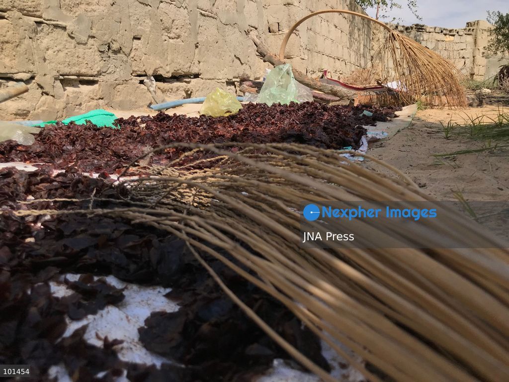 EL-ARISH, NORTH SINAI, EGYPT – OCTOBER 3, 2026: Post-production date skins, pits and dry non-food dates from the Majhal palm variety were spread under the sun to be repurposed as organic, nutrient-rich fodder for livestock in El-Arish. The process forms part of traditional handcrafted Ajwa production preserved by the Elshorbagy family in North Sinai. Photo by Mahmoud Elshorshorbagy / JNA Press. (Photo by Mahmoud H. Elshorbagy/JNA Press via Nexpher Images)