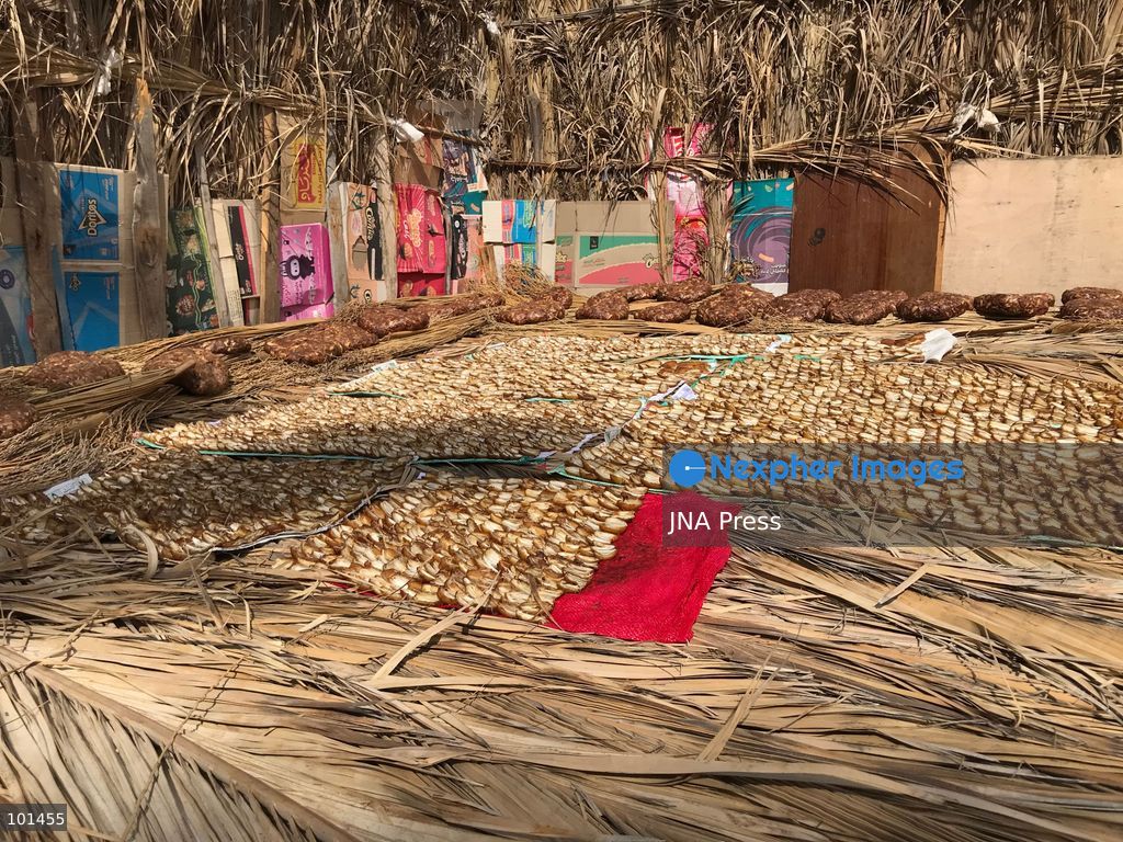 EL-ARISH, NORTH SINAI, EGYPT – OCTOBER 3, 2026: Post-production date skins, pits and dry non-food dates from the Majhal palm variety were spread under the sun to be repurposed as organic, nutrient-rich fodder for livestock in El-Arish. The process forms part of traditional handcrafted Ajwa production preserved by the Elshorbagy family in North Sinai. Photo by Mahmoud Elshorshorbagy / JNA Press. (Photo by Mahmoud H. Elshorbagy/JNA Press via Nexpher Images)