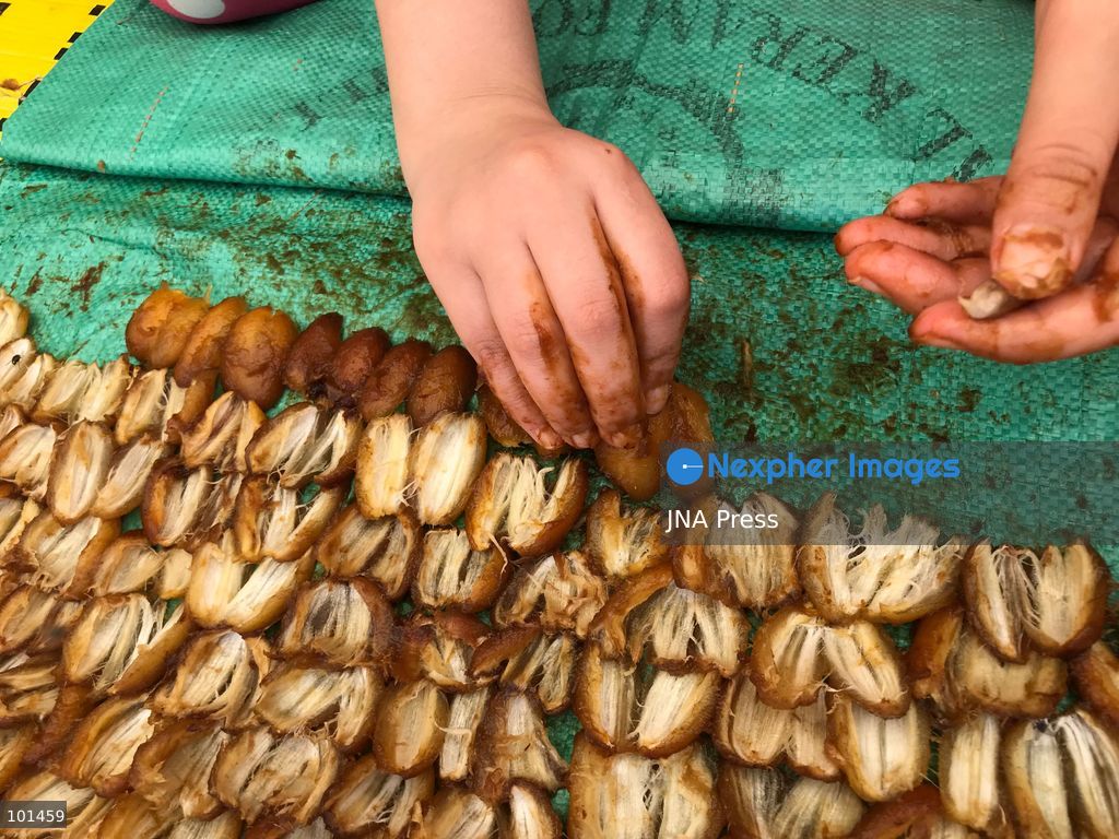 EL-ARISH, NORTH SINAI, EGYPT – OCTOBER 3, 2026: Post-production date skins, pits and dry non-food dates from the Majhal palm variety were spread under the sun to be repurposed as organic, nutrient-rich fodder for livestock in El-Arish. The process forms part of traditional handcrafted Ajwa production preserved by the Elshorbagy family in North Sinai. Photo by Mahmoud Elshorshorbagy / JNA Press. (Photo by Mahmoud H. Elshorbagy/JNA Press via Nexpher Images)