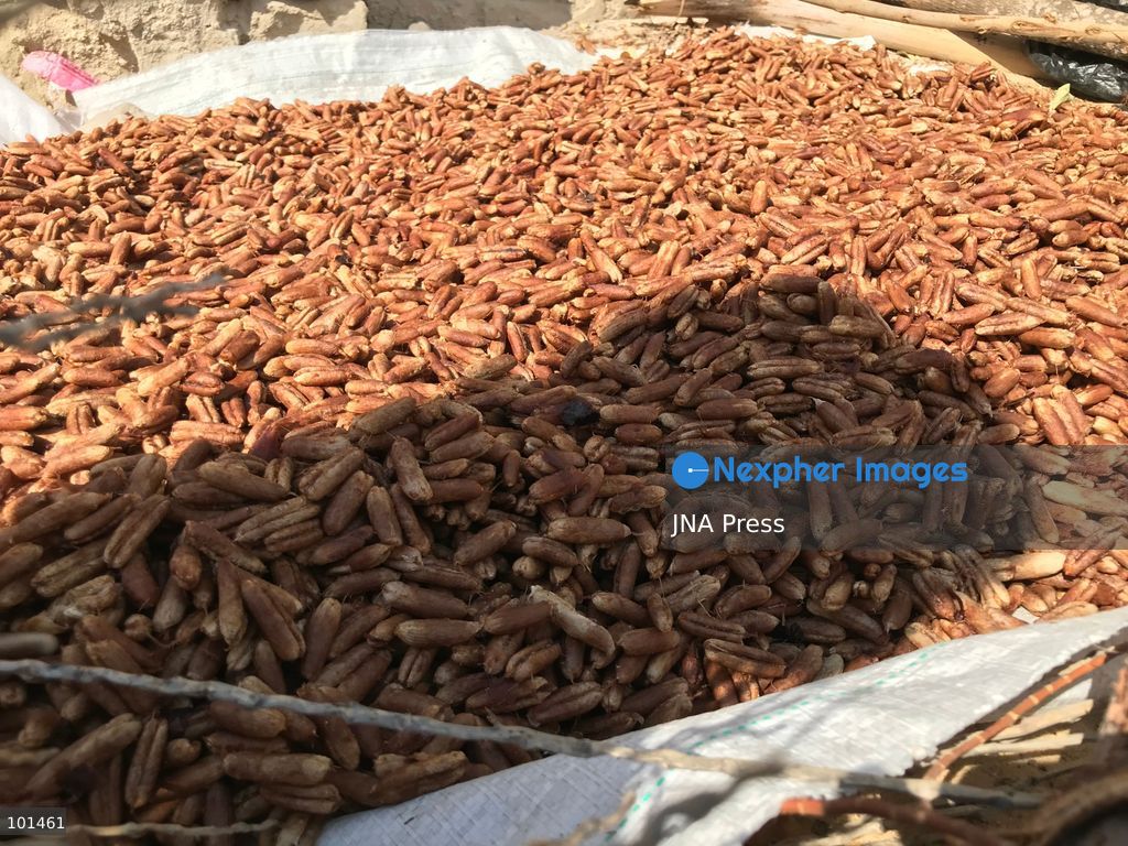 EL-ARISH, NORTH SINAI, EGYPT – OCTOBER 3, 2026: Post-production date skins, pits and dry non-food dates from the Majhal palm variety were spread under the sun to be repurposed as organic, nutrient-rich fodder for livestock in El-Arish. The process forms part of traditional handcrafted Ajwa production preserved by the Elshorbagy family in North Sinai. Photo by Mahmoud Elshorshorbagy / JNA Press. (Photo by Mahmoud H. Elshorbagy/JNA Press via Nexpher Images)